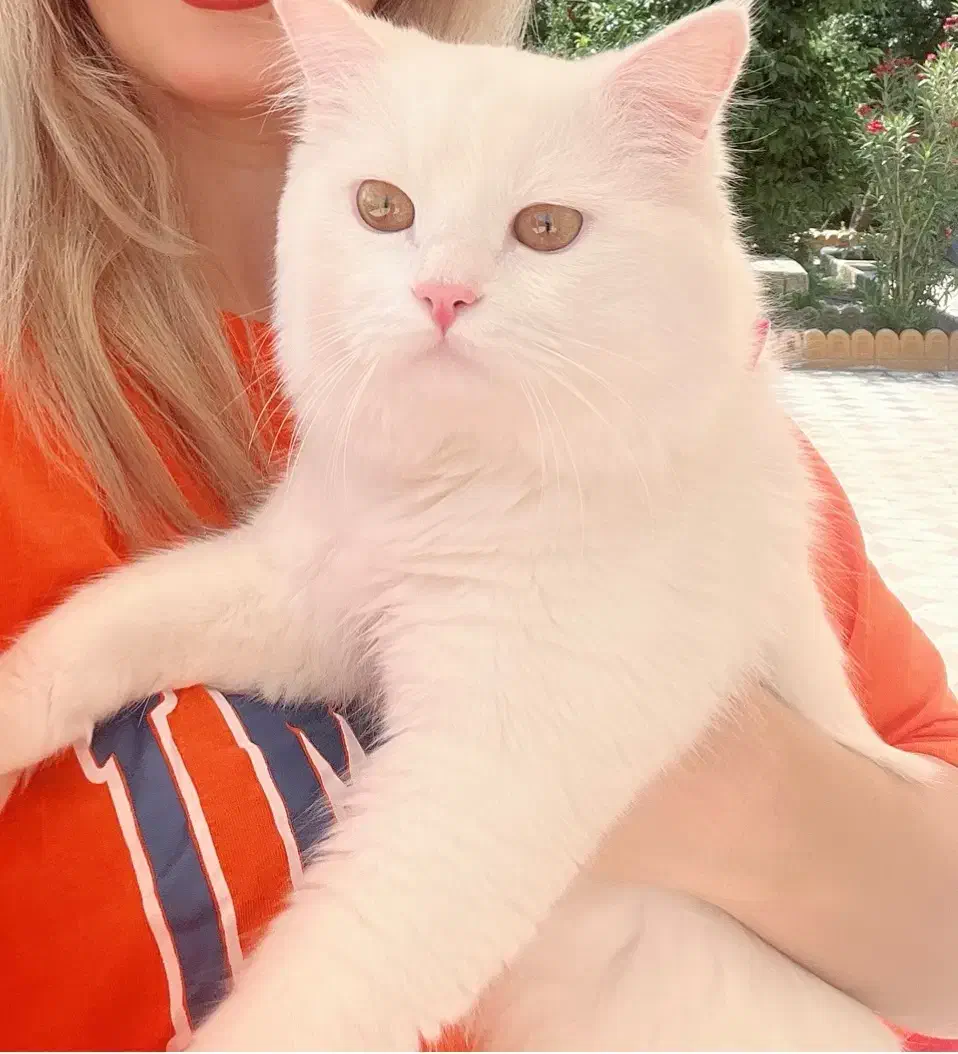 فروش گربه پرشین بریتیش با شناسنانه و واکسن زده|گربه|بندر گناوه, |دیوار