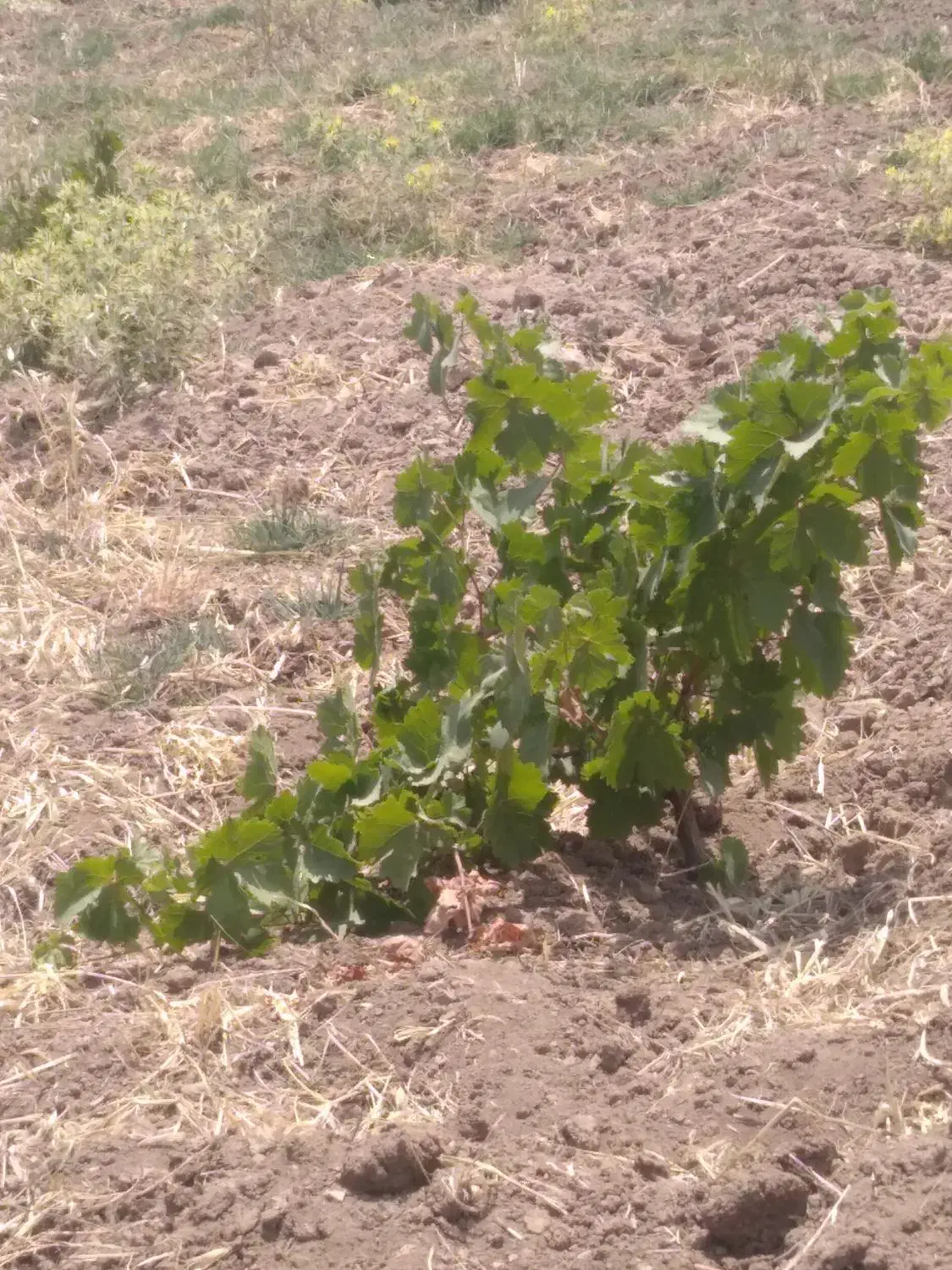 باغ وزمین|فروش دفتر صنعتی، کشاورزی، تجاری|کامیاران, |دیوار