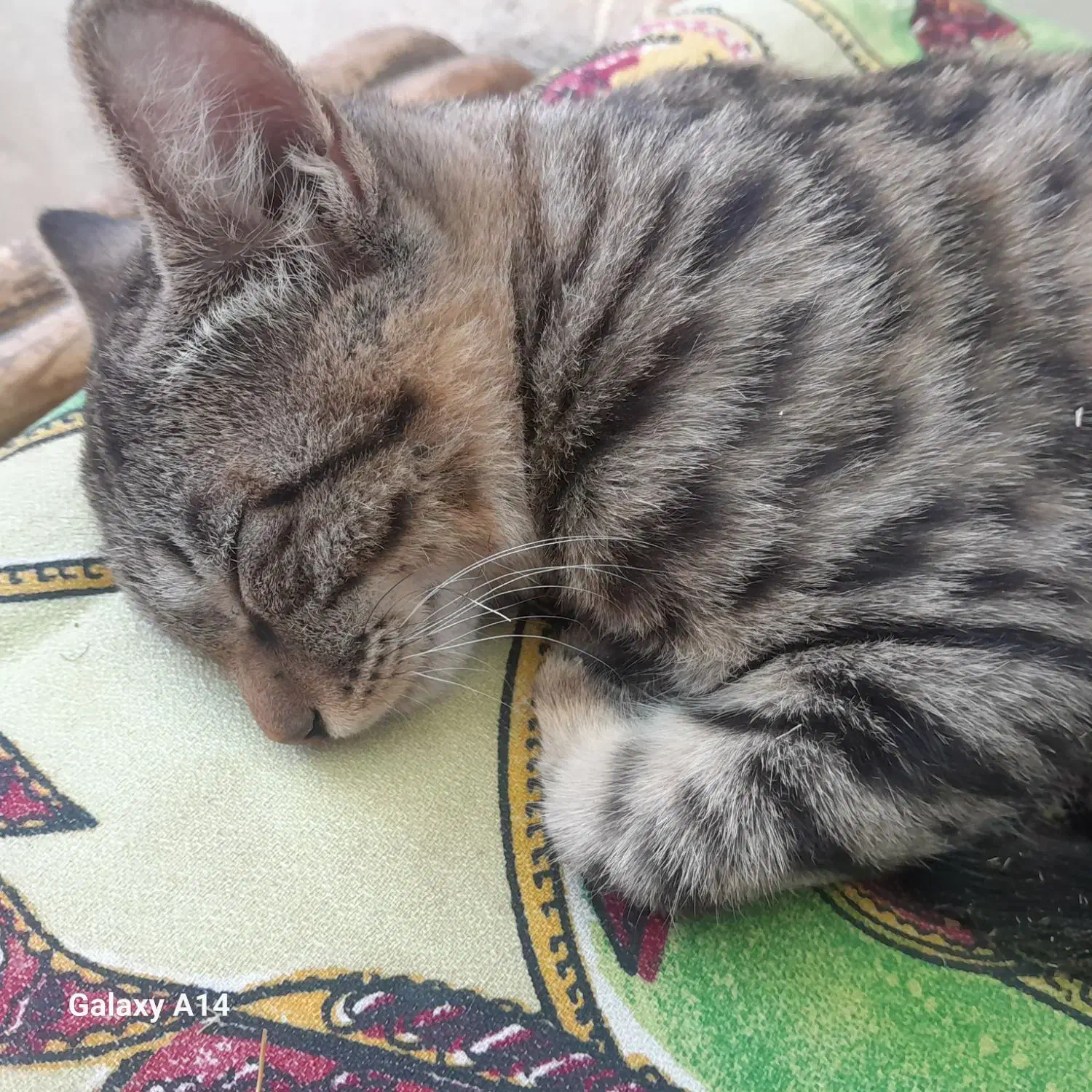 گربه|گربه|یاسوج, |دیوار