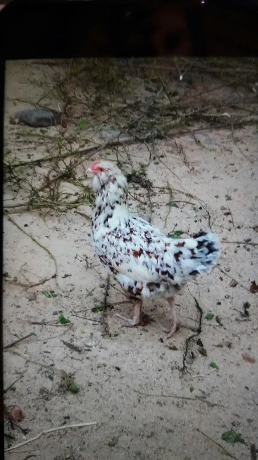 جوجه مرغ زینتی (گلین لری وبرهماوکوشین وآیسباراصل)|حیوانات مزرعه|سیاهکل, |دیوار