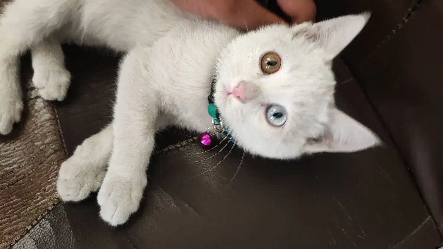 گربه چشم دو رنگ واگذاری|گربه|شیراز, پودنک|دیوار