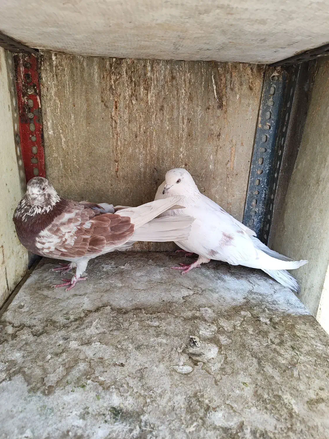 دو جفت کفتر استفاده|پرنده|تهران, مختاری|دیوار