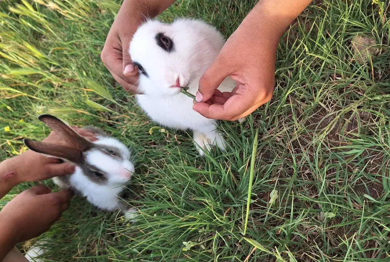 واگذاری خرگوش|موش و خرگوش|تبریز, |دیوار