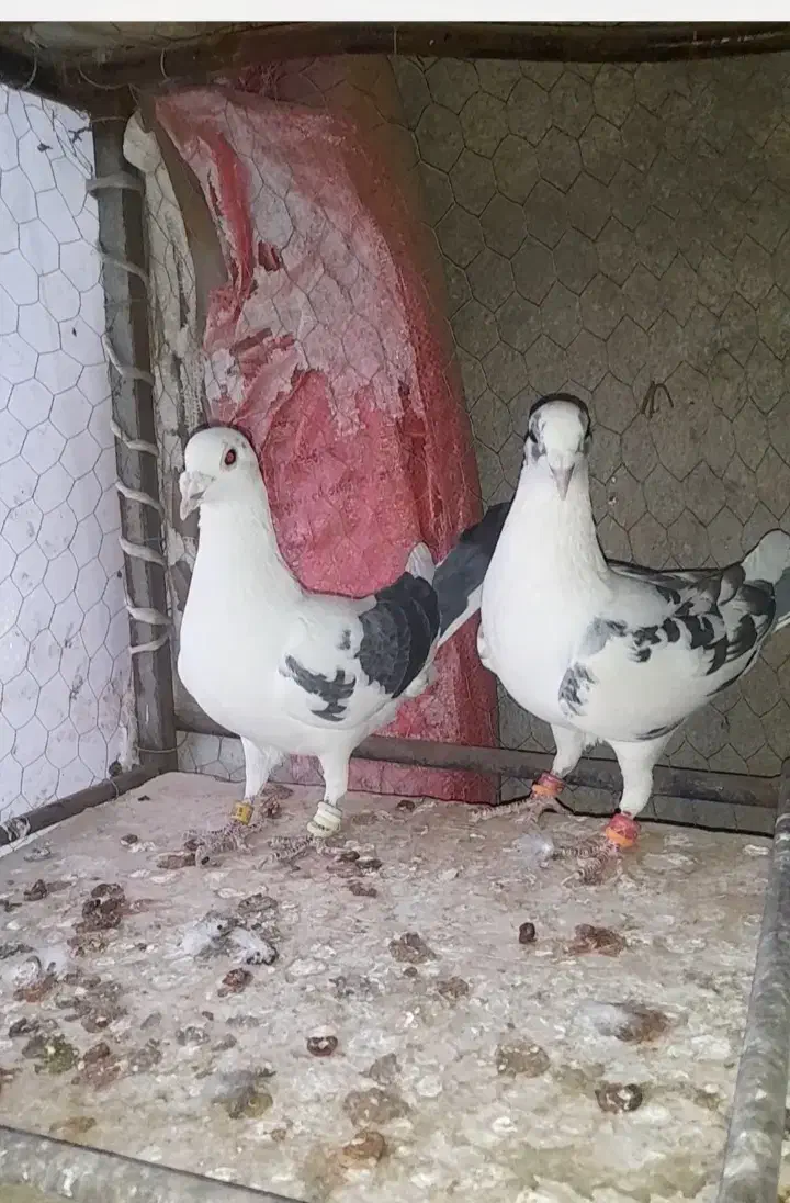 کاشمر|پرنده|کاشمر, |دیوار