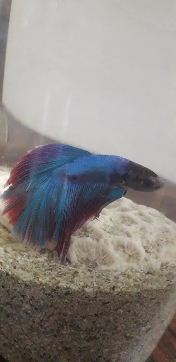 ماهی فایتر  زیبا|ماهی|کرمانشاه, |دیوار