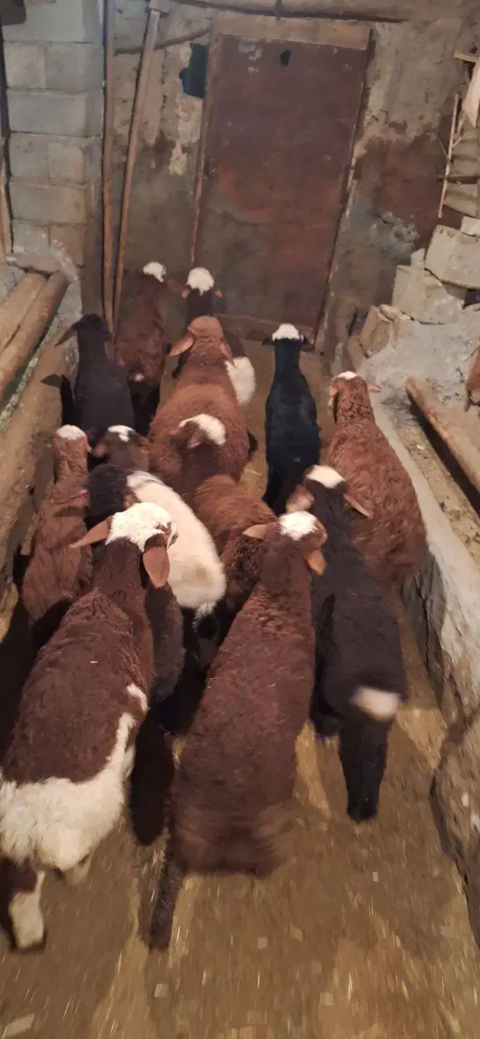 گوسفند بره دار مالچه|حیوانات مزرعه|سنندج, |دیوار