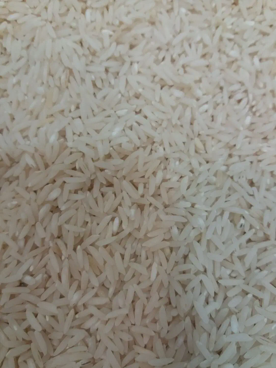 فروش برنج طارم هاشمی|خوردنی و آشامیدنی|آمل, |دیوار