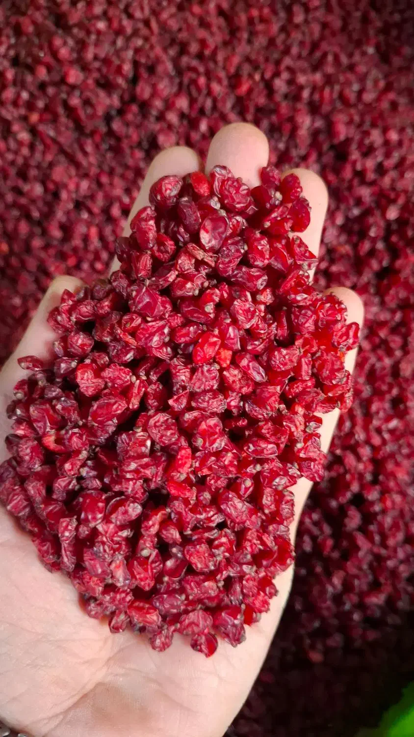 زرشک خوش دانه|خوردنی و آشامیدنی|کرج, محمد آباد|دیوار