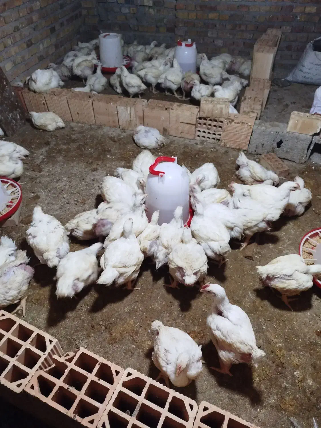 مرغ گوشتی|حیوانات مزرعه|مینودشت, |دیوار