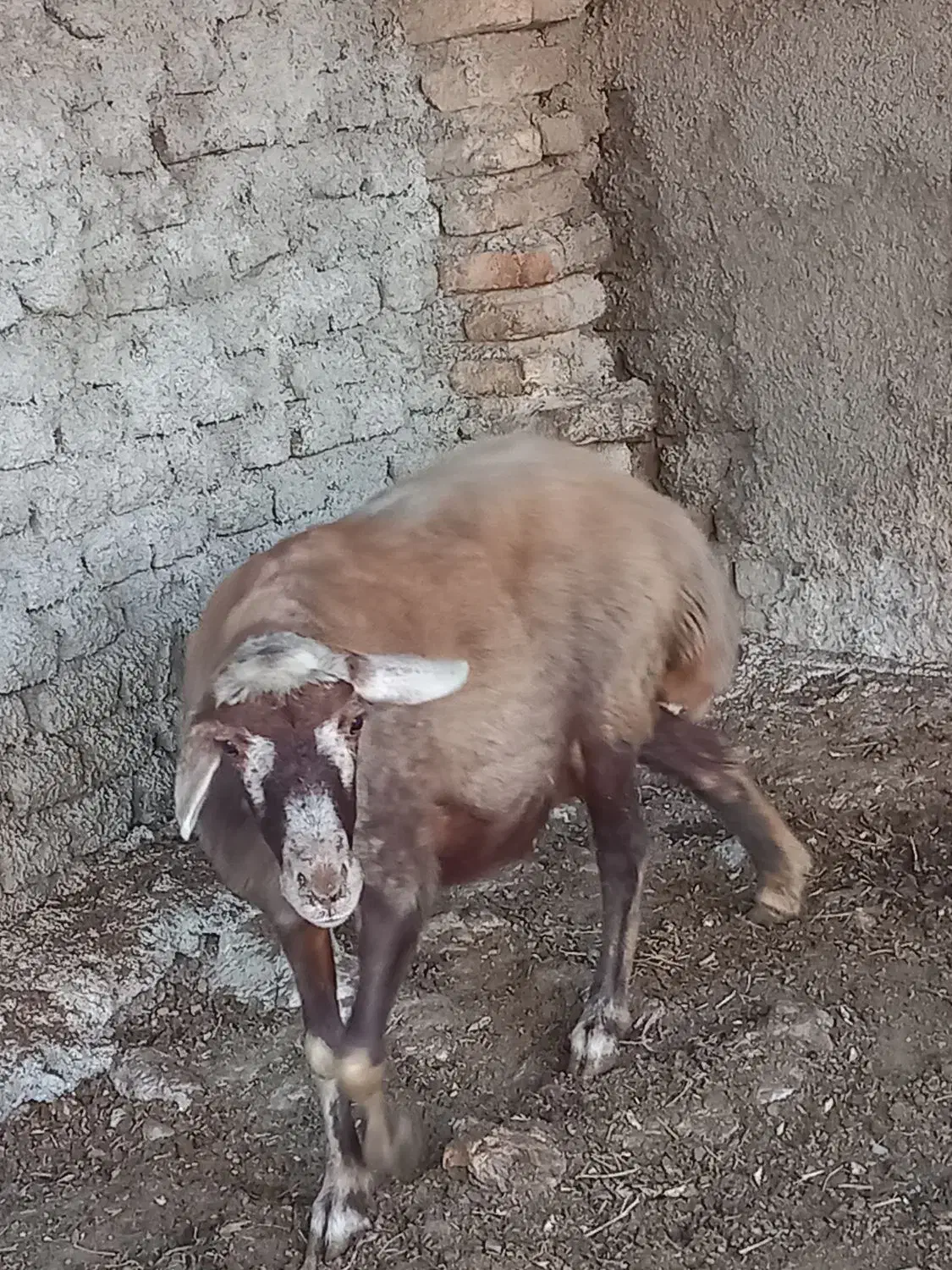 گوسفند ترکمنی و کبود ماده|حیوانات مزرعه|جلین, |دیوار