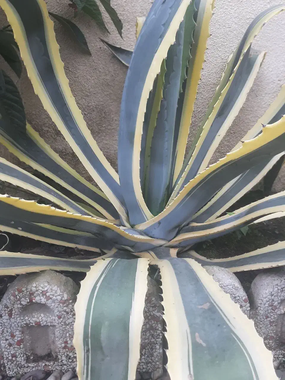 اکاو|گل و گیاه طبیعی|خمام, |دیوار