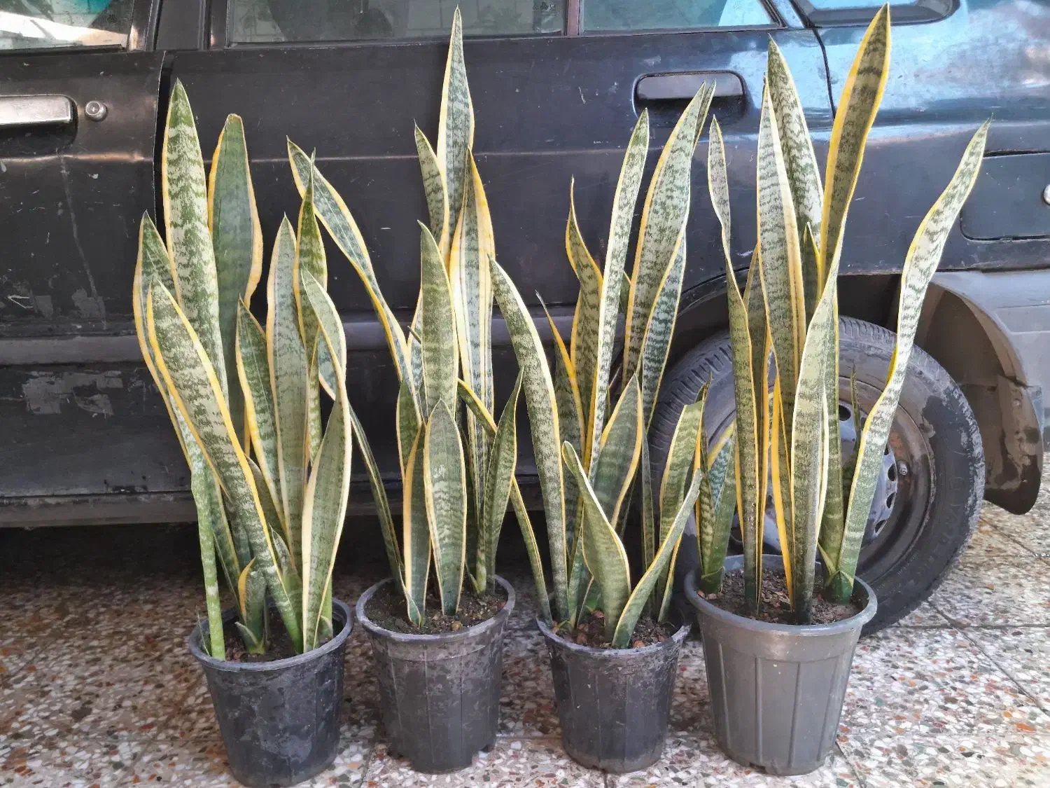 حراج گیاهان آپارتمانی به علت تغییر شغل|گل و گیاه طبیعی|خرم‌آباد, |دیوار