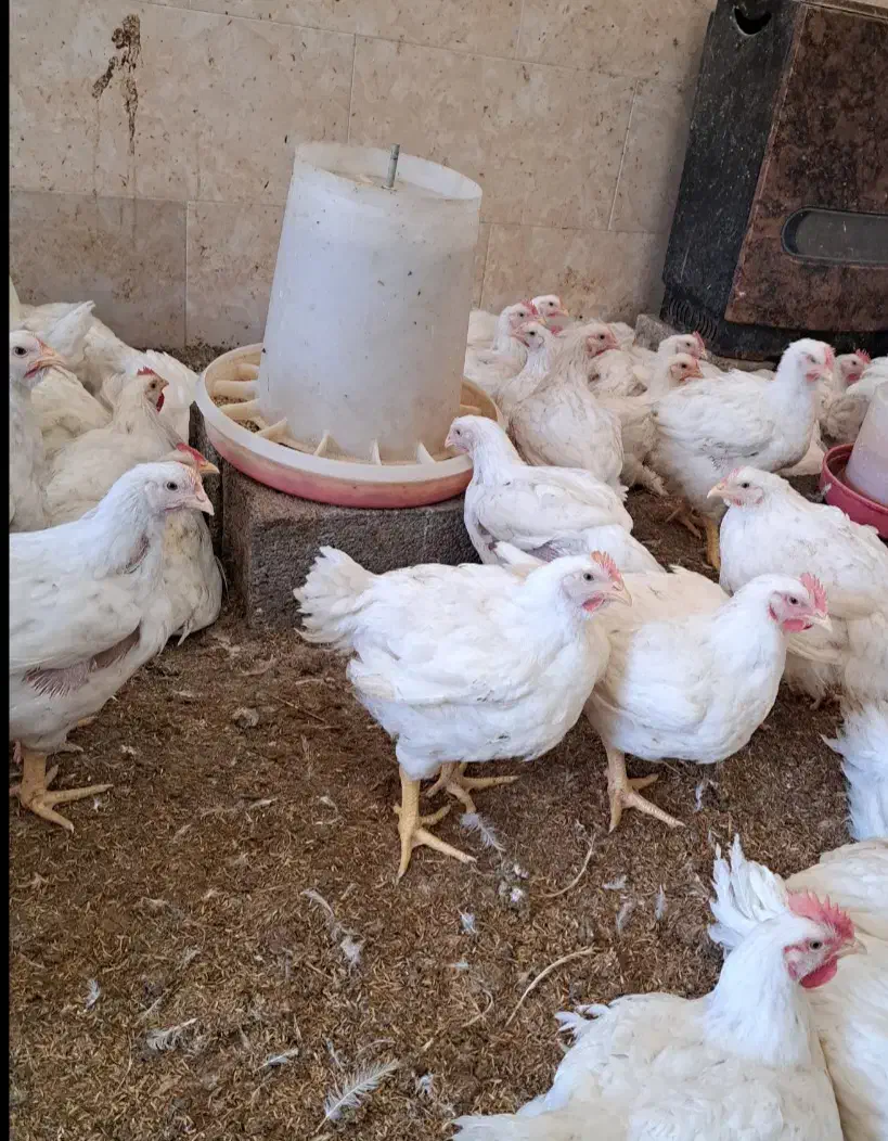 مرغ ارگانیک|حیوانات مزرعه|قائم‌شهر, |دیوار