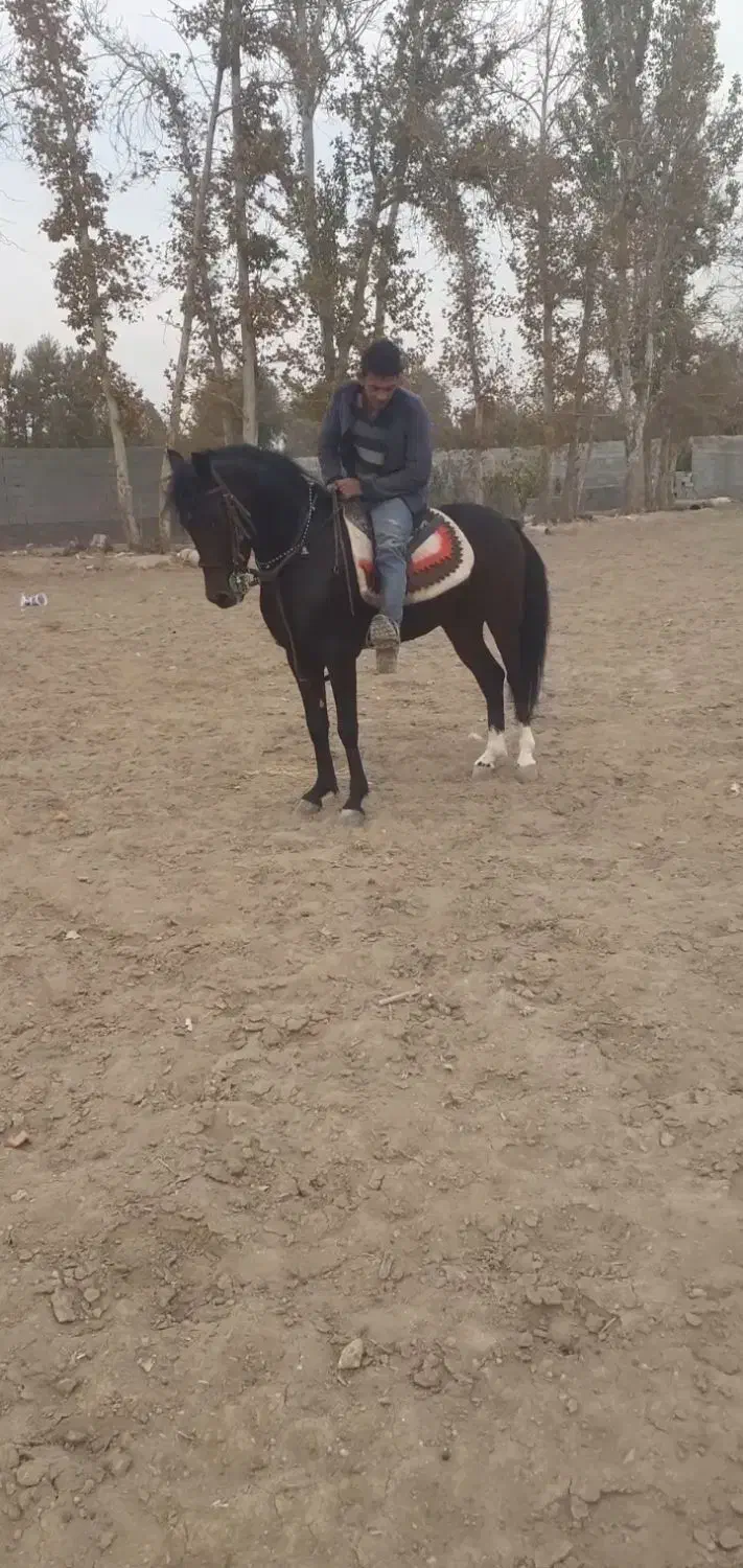 نریان نوه بن طوطی|اسب و تجهیزات اسب‌سواری|خمینی‌شهر, |دیوار