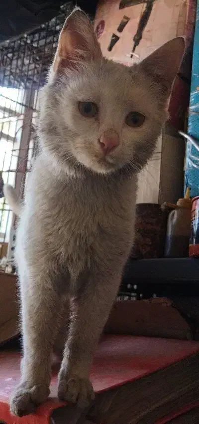 واگذاری گربه|گربه|شیراز, فاضل|دیوار