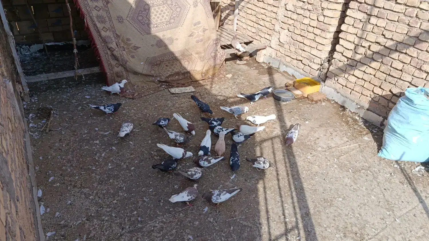 35تا کفترت نقش|پرنده|یزد, |دیوار