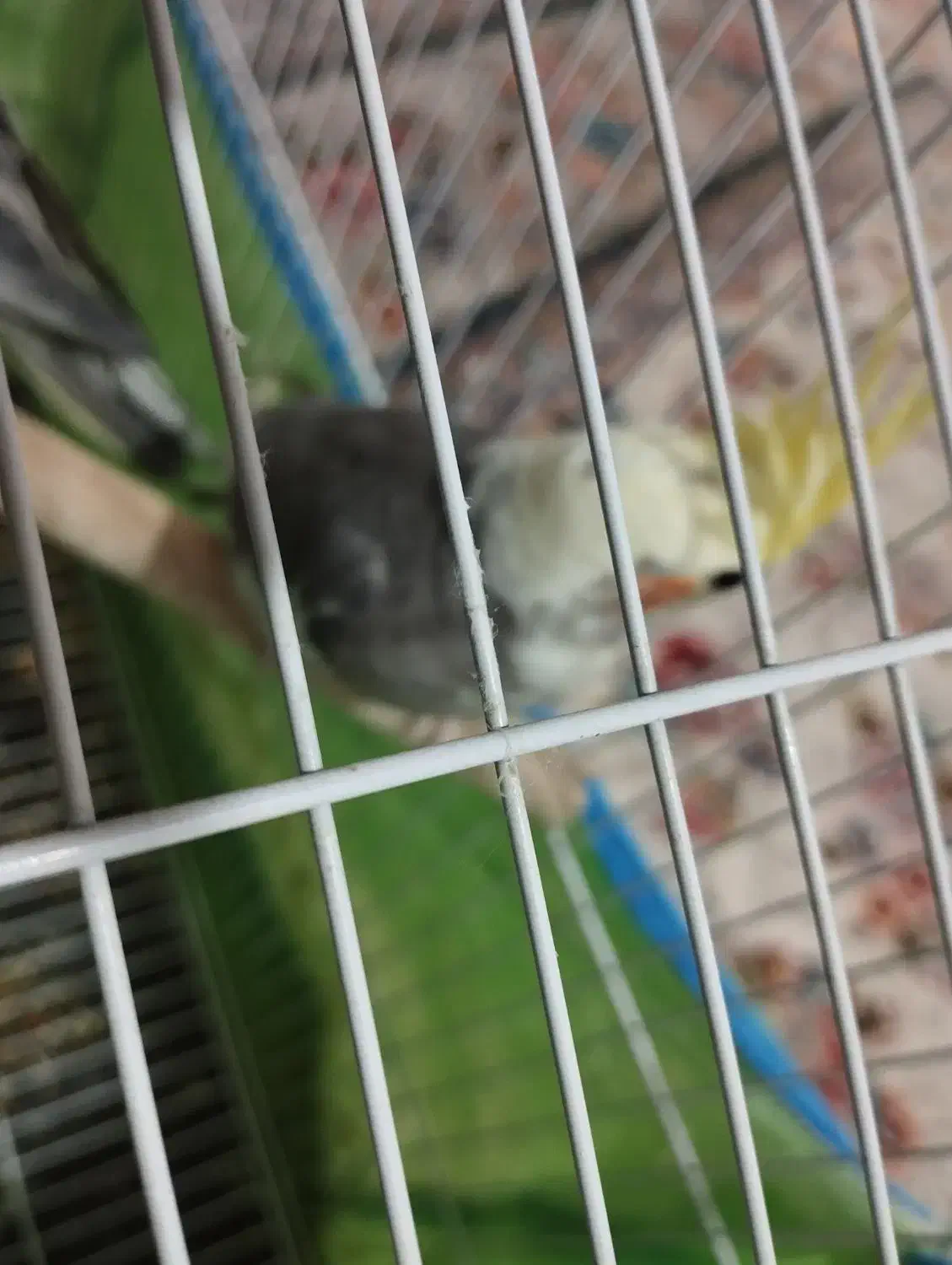 ویژه ویژه عروس هلندی|پرنده|اسلامآباد غرب, |دیوار