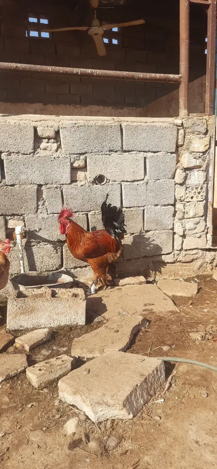 خروس دیلگونی|حیوانات مزرعه|بهبهان, |دیوار