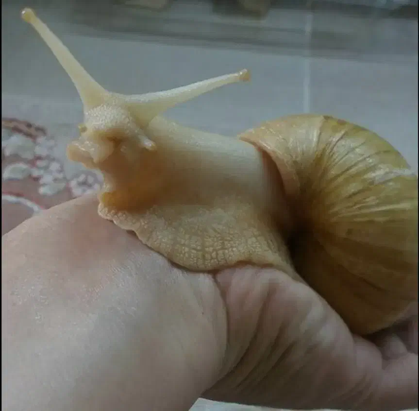 حلزون|خزنده|فسا, |دیوار