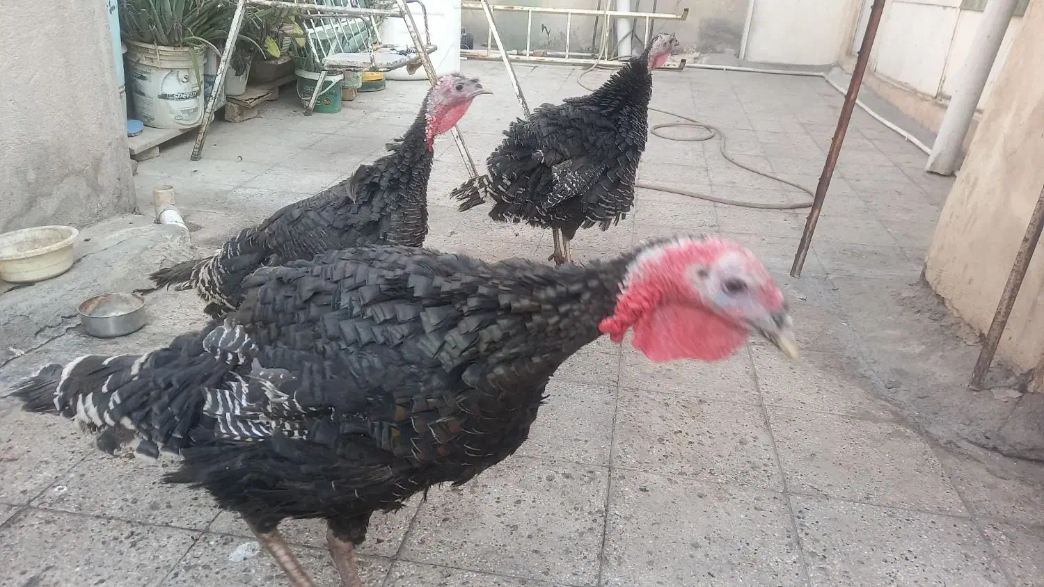 ۳ عدد بوقلمون جوان کاملا رگانیک|حیوانات مزرعه|تهران, دولاب|دیوار