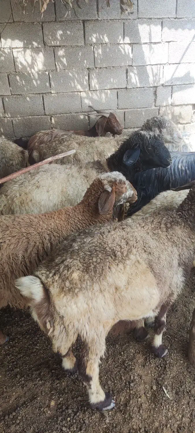 بره ۷ ماده 4 نر|حیوانات مزرعه|دهدشت, |دیوار