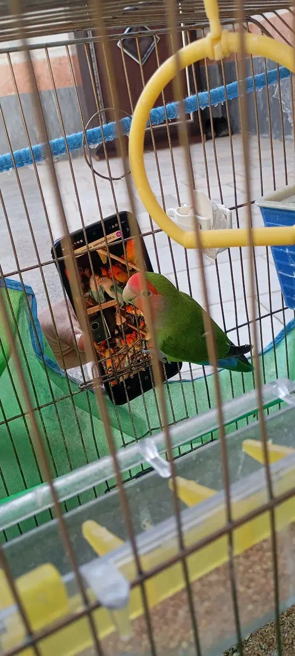 طوطی بریزیلی|پرنده|شاهرود, |دیوار