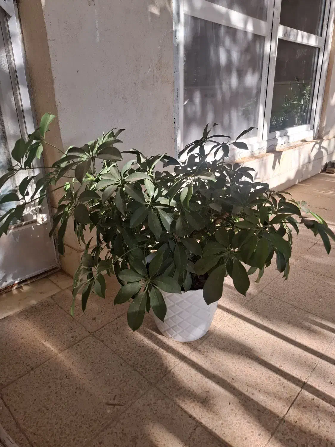 گل شفلرا سبز|گل و گیاه طبیعی|تهران, والفجر (افسریه)|دیوار