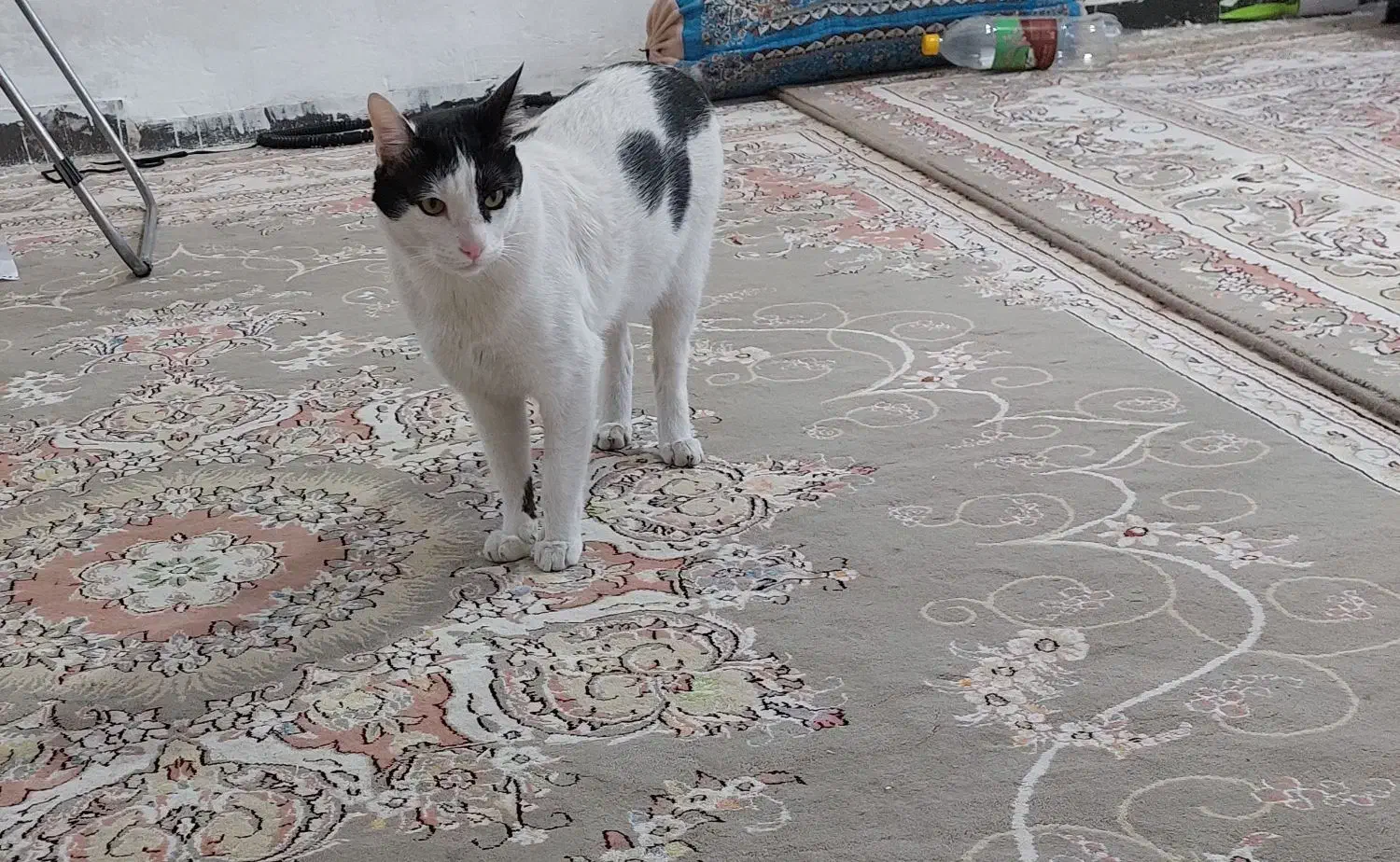 گربه رایگان|گربه|پلدختر, |دیوار