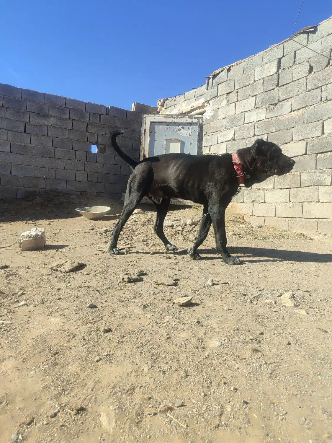 توله ده ماه|سگ|تربت جام, جلگه موسی آباد|دیوار