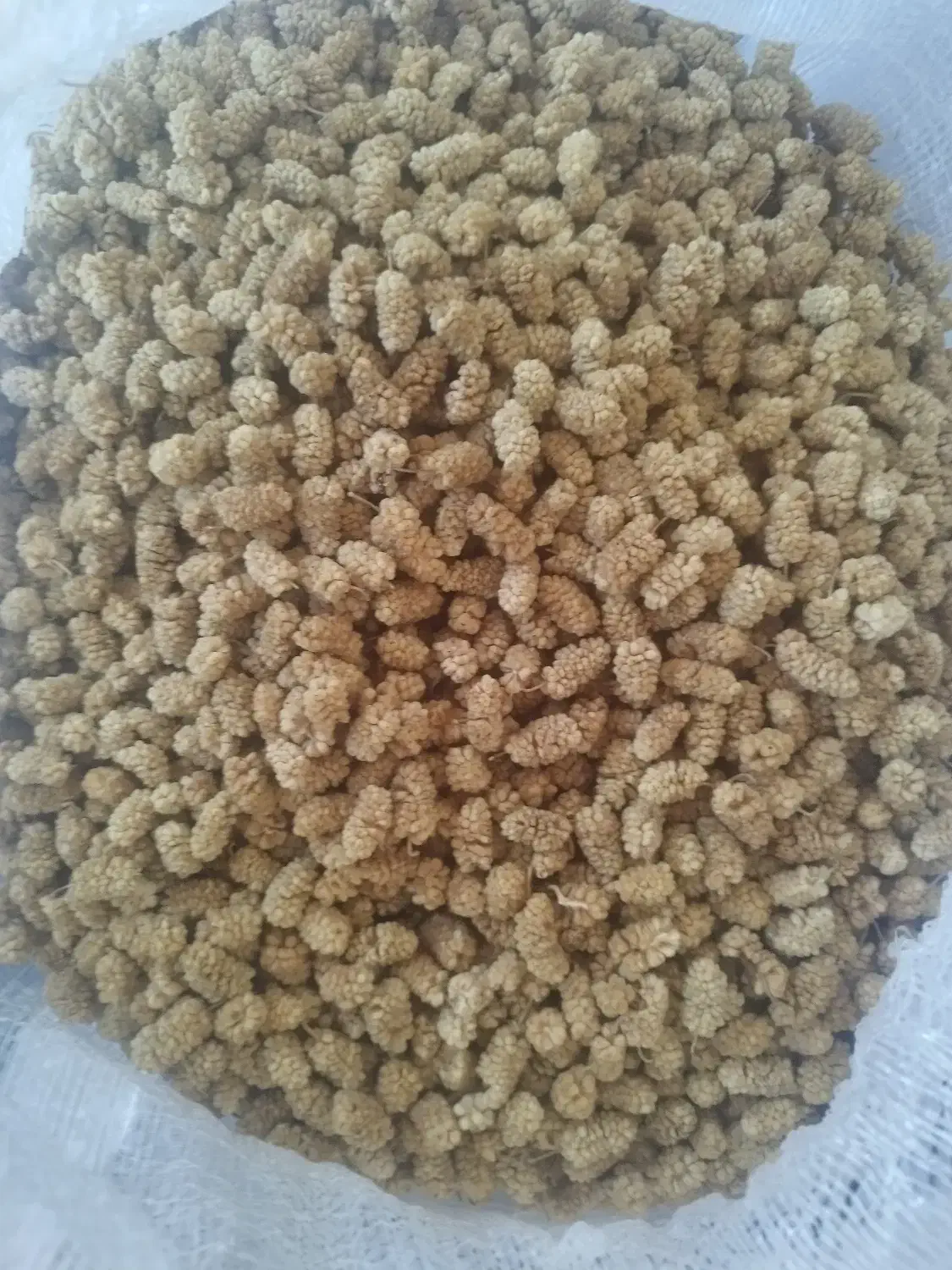 توت|عمده‌فروشی|پاوه, |دیوار