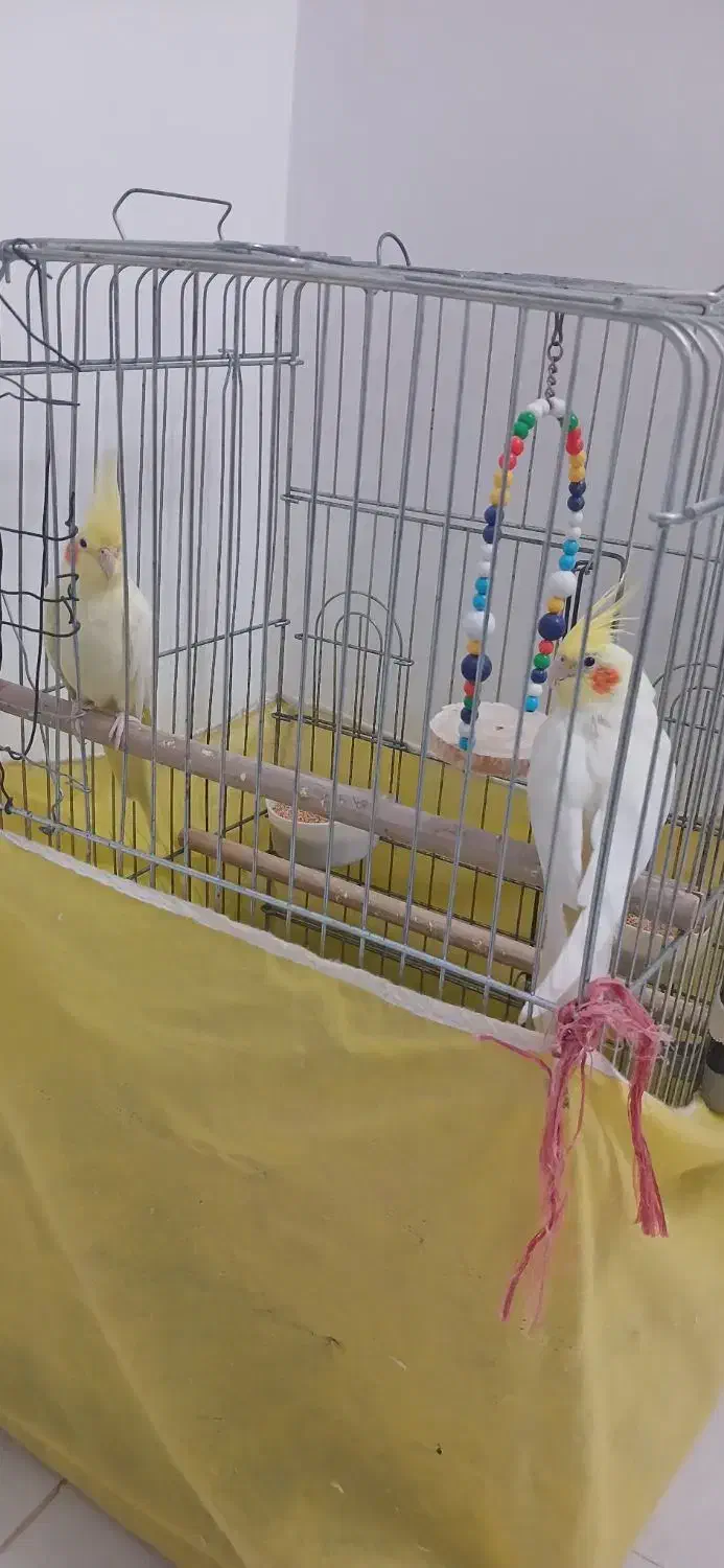 دو عدد طوطی نر|پرنده|تاکستان, |دیوار