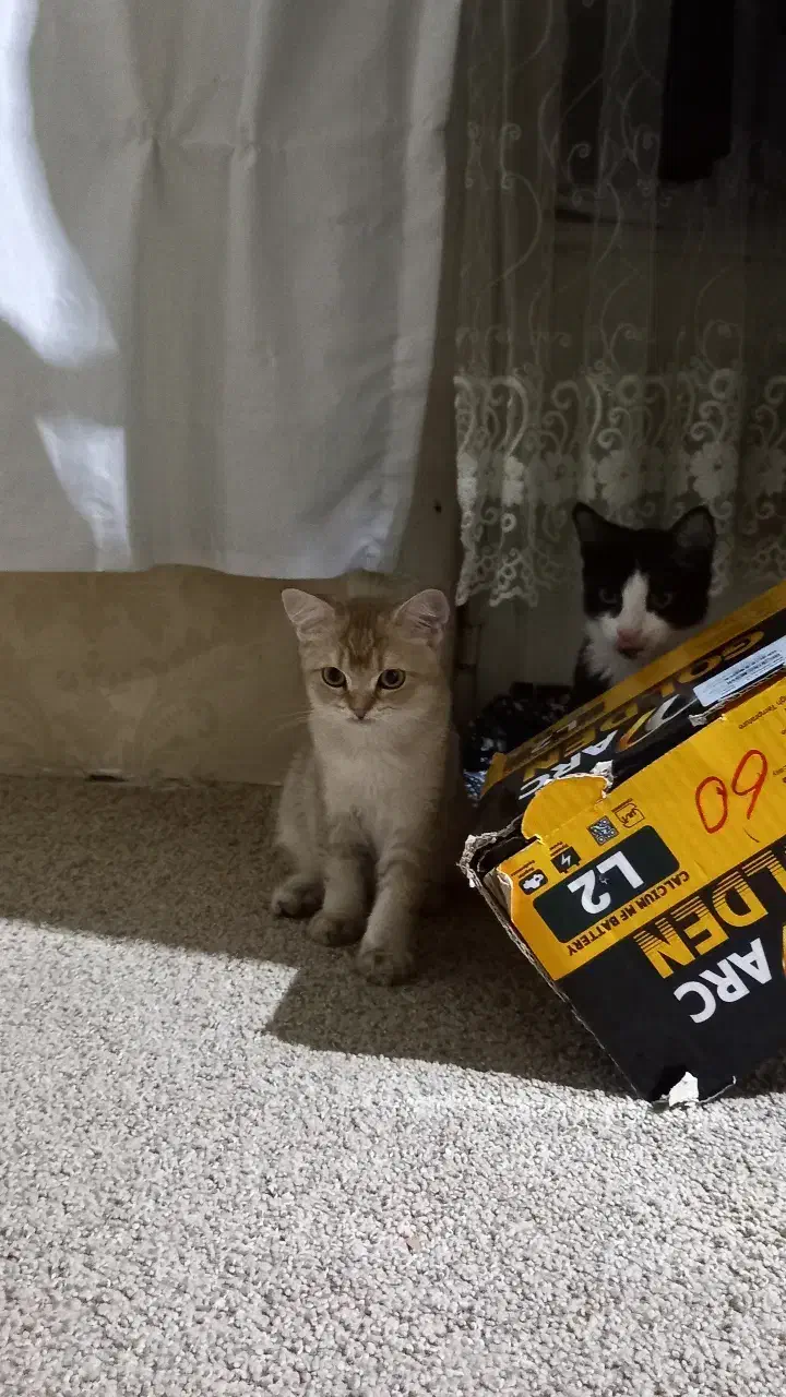 گربه|گربه|تهران, مشیریه|دیوار