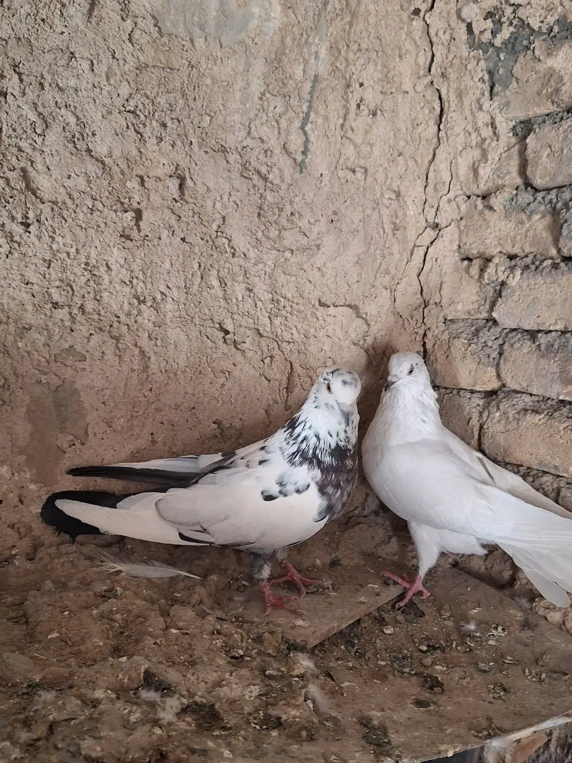 کبوتر تهرانی|پرنده|کوهدشت, |دیوار