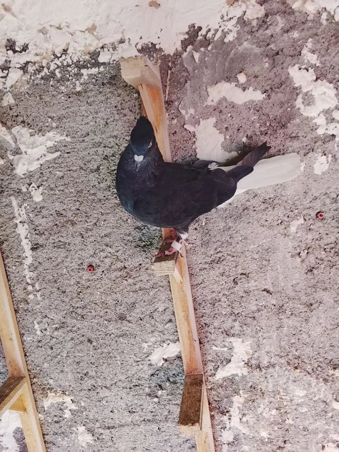 یک جفت دم سفید|پرنده|مشهد, ایثار|دیوار