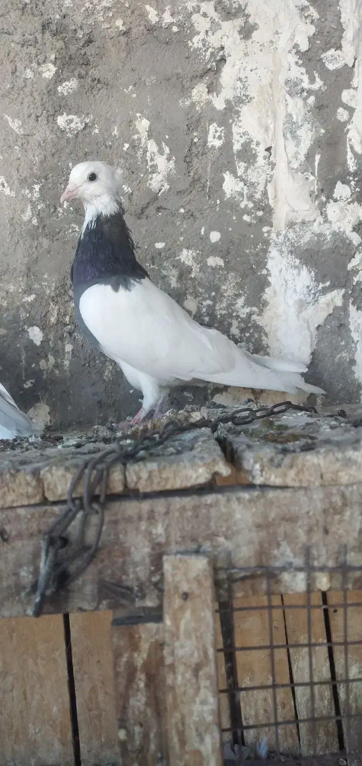 کبوتر طوقی کاکلی|پرنده|قم, الوندیه و گذر صادق|دیوار