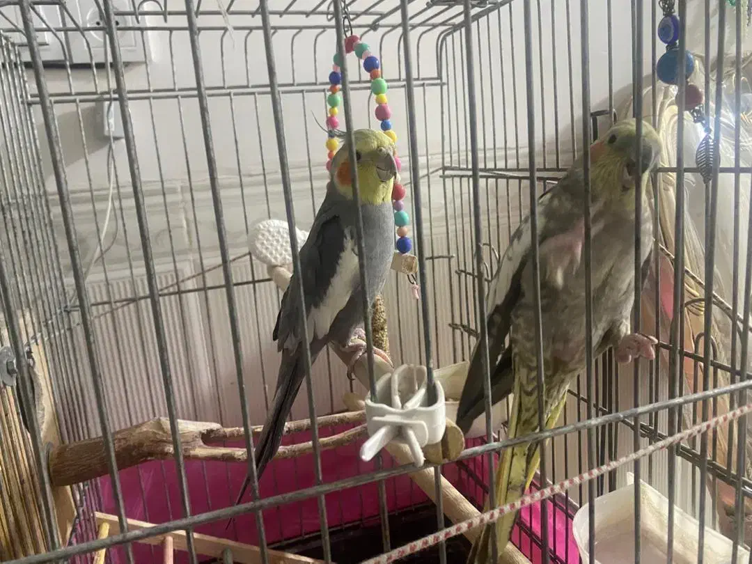 عروس هلندی نر و ماده|پرنده|قرچک, باقرآباد|دیوار