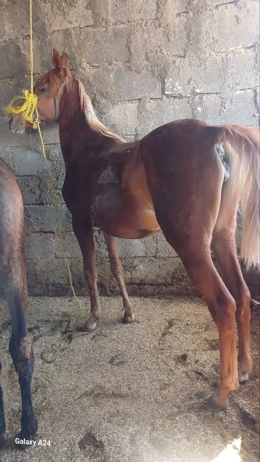 کره مادیان|اسب و تجهیزات اسب‌سواری|ایلام, |دیوار