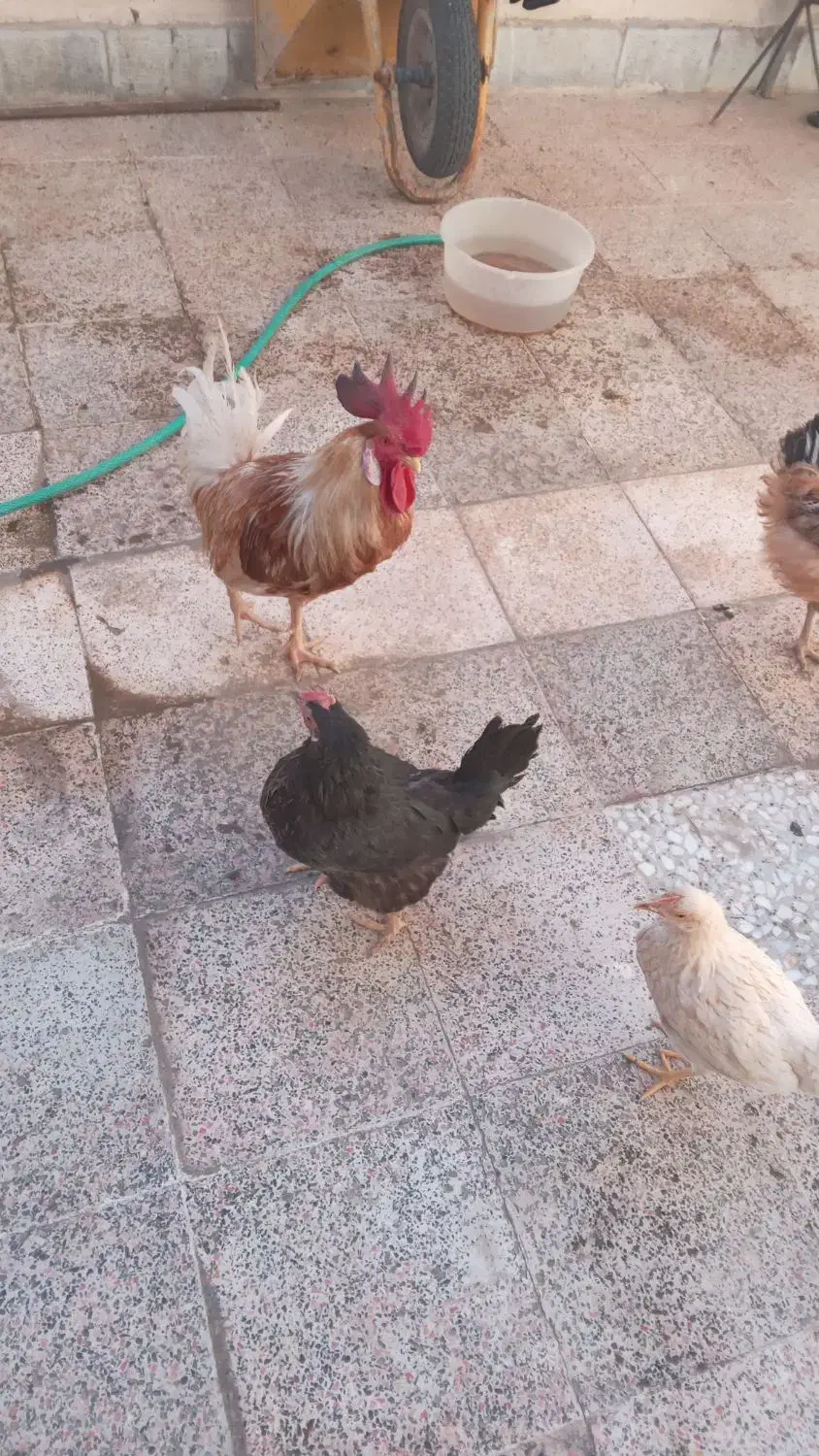 مرغ سیاه|حیوانات مزرعه|خرمشهر, |دیوار