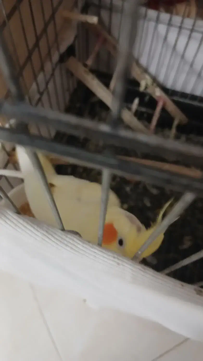 عروس هلندی نر و ماده مولد|پرنده|کهریزک, |دیوار