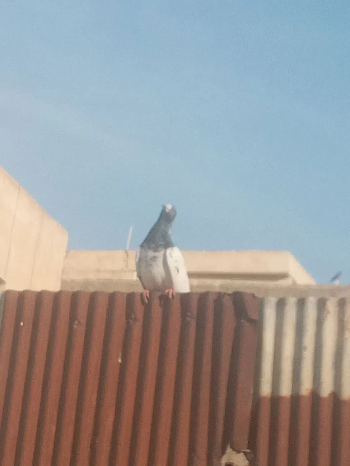 کبوتر پرشی|پرنده|فردیس, فردیس|دیوار