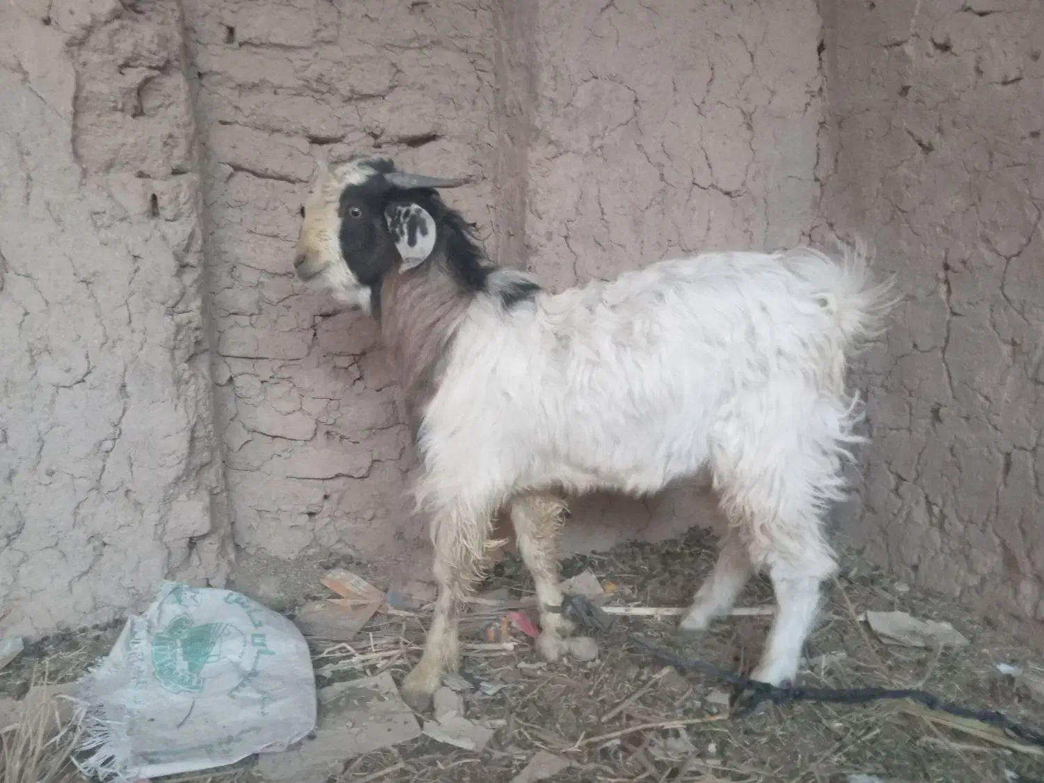 گوسفند|حیوانات مزرعه|پسکوه, |دیوار