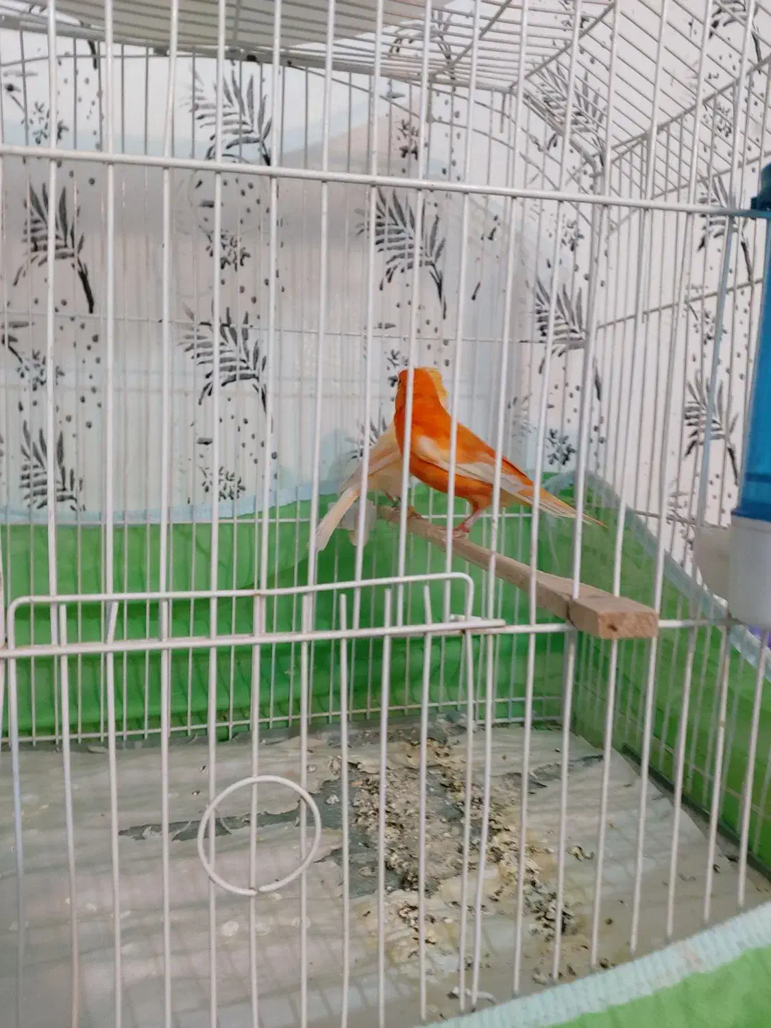 قناری|پرنده|سیرجان, |دیوار