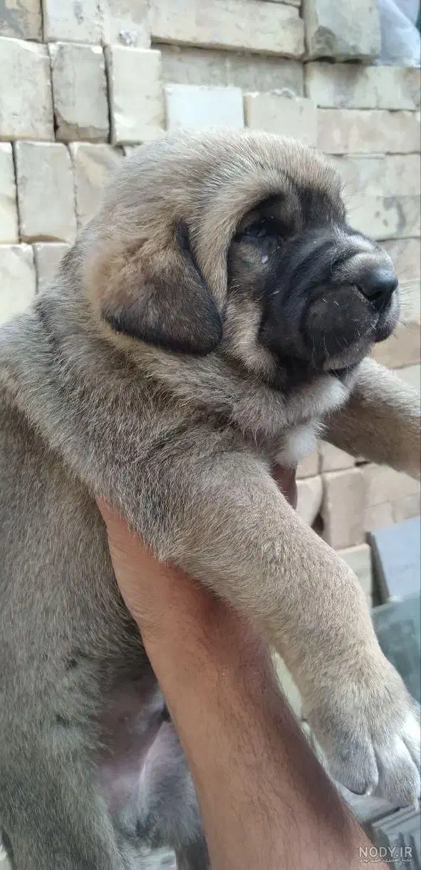 سگ پژدر|سگ|آمل, |دیوار