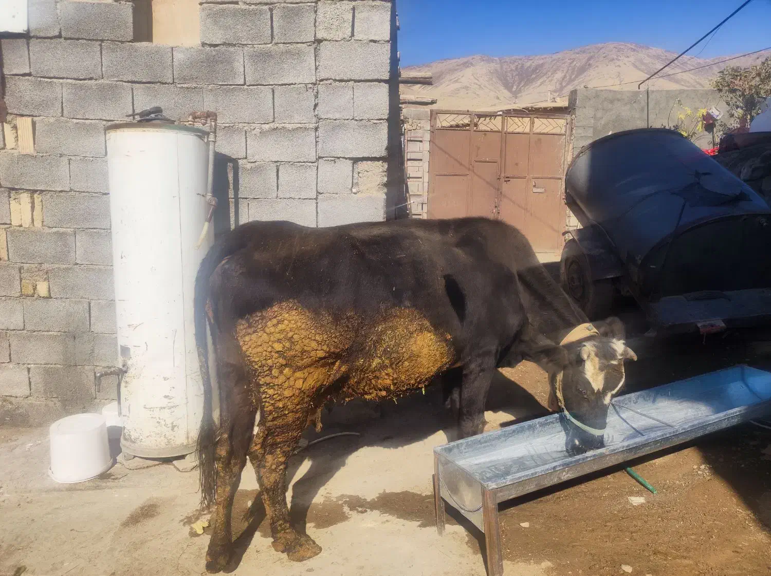 کاو سیمینتال|حیوانات مزرعه|بیلوار, |دیوار