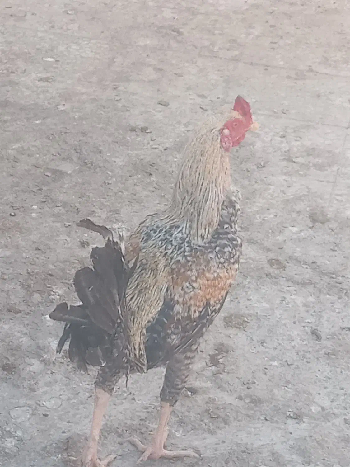 مرغ خروس. لاری . تخم بت|حیوانات مزرعه|زابل, |دیوار