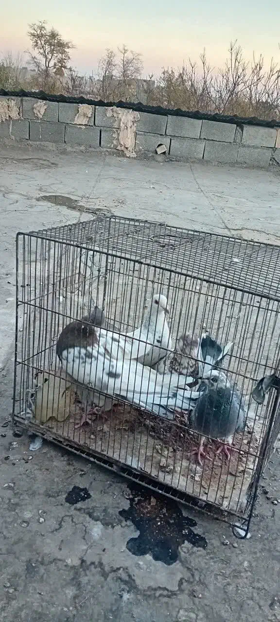 کفتربوم پرشی|پرنده|مشهد, صداقیه|دیوار