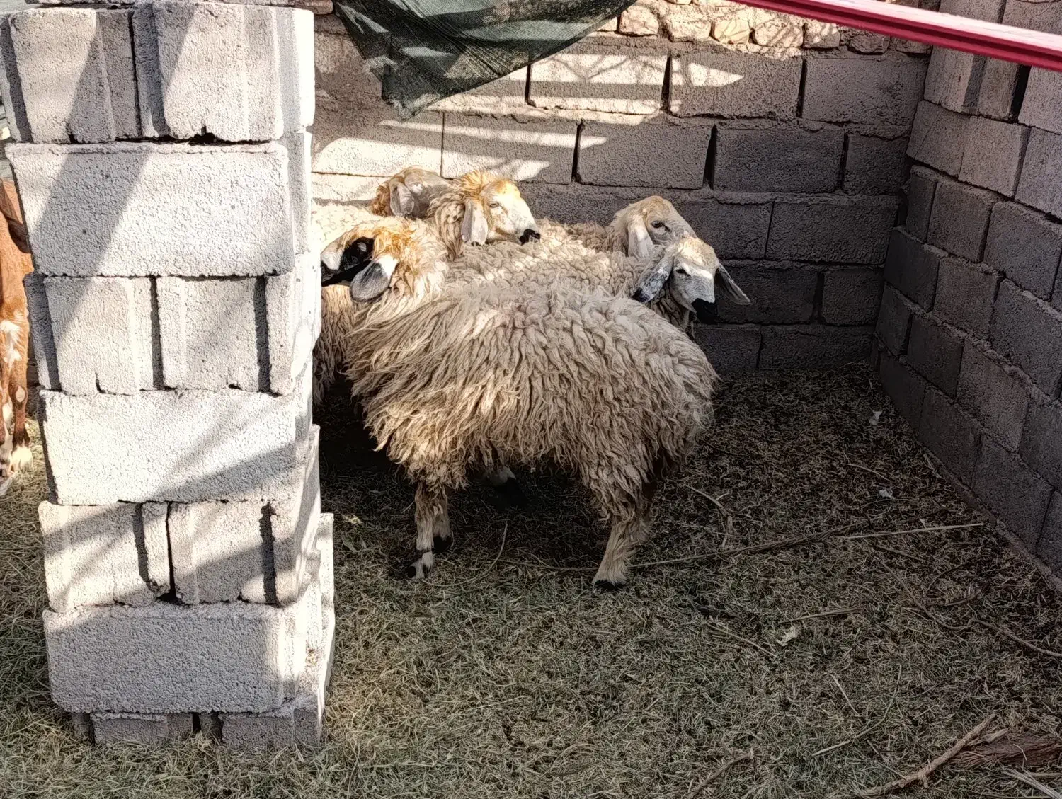 گوسفند بره کاور بز|حیوانات مزرعه|نرماشیر, |دیوار