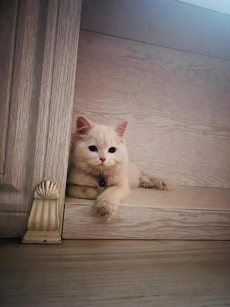 گربه|گربه|ارومیه, |دیوار