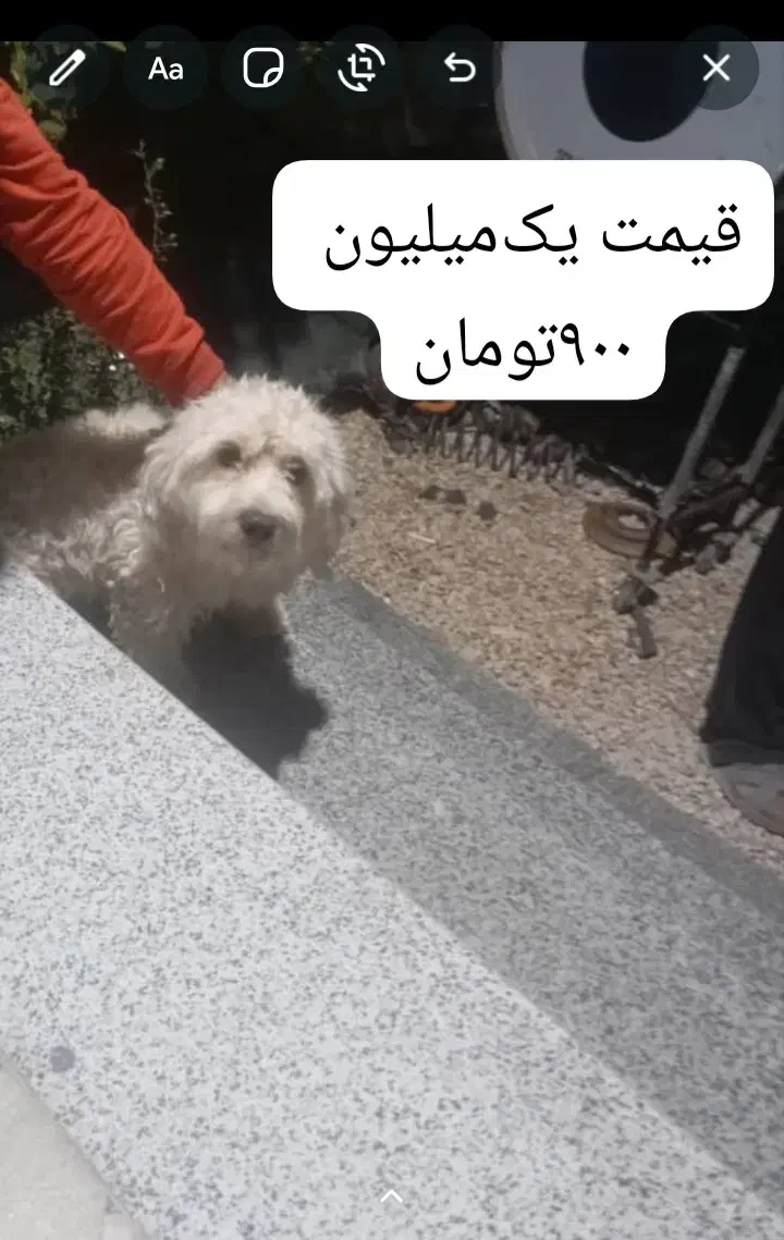 سگ خانگی|سگ|جهرم, |دیوار