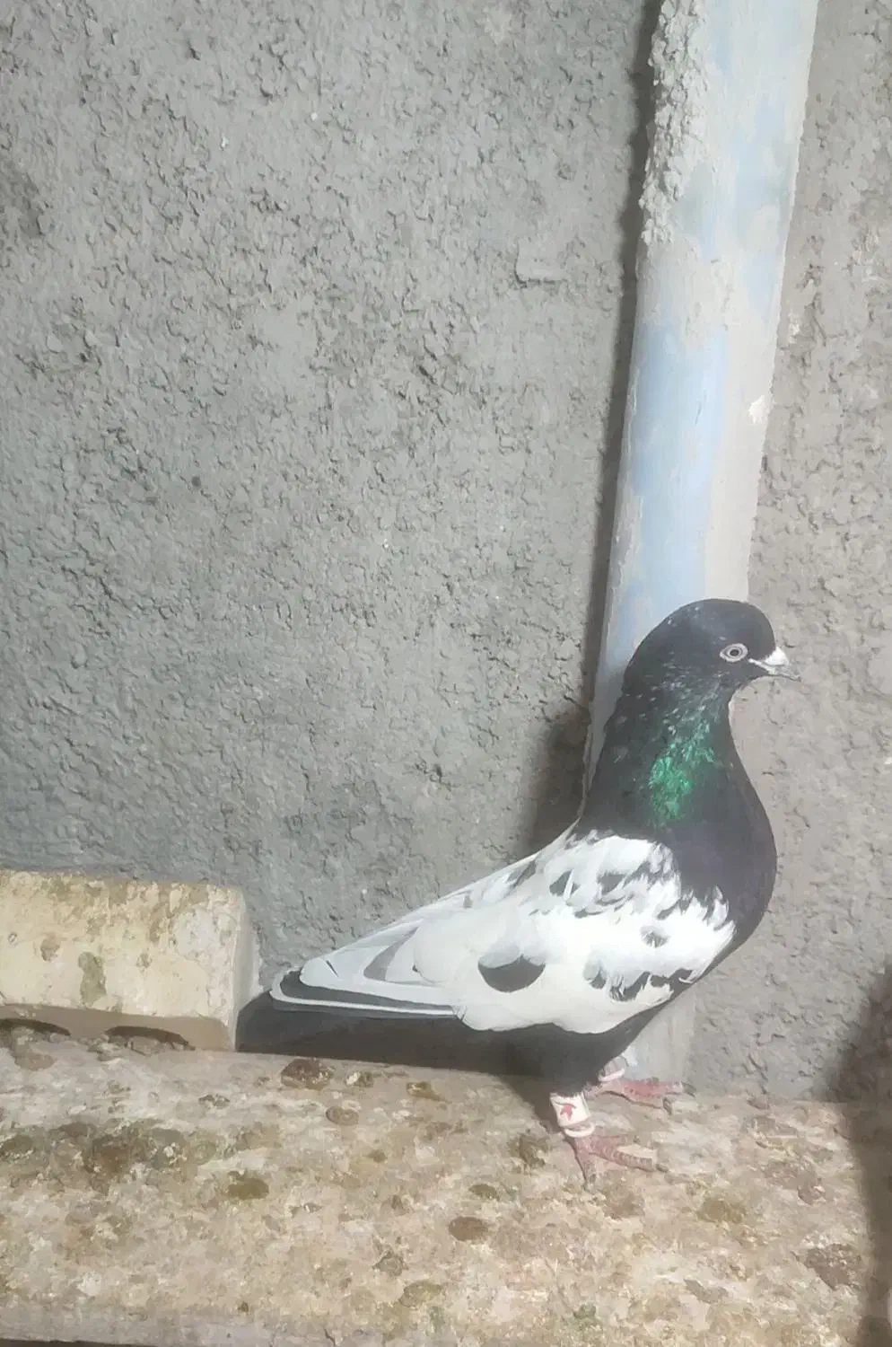 کفتر یا کبوتر|پرنده|چناران, |دیوار